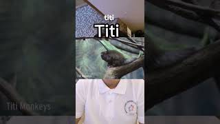 Titi - English word Filipinos should know. #titi #dictionary #trivia