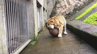 Tiger Loves To Play Soccer