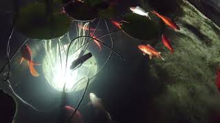 spying on the geodesic dome pond fish at night