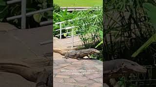 Huge Monitor Lizard roaming free in #Singapore 🇸🇬 Botanic Garden