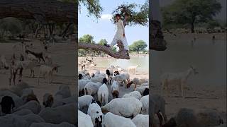 Sheep vedio #ytshorts #sheep #thar #desertlife #desertanimal #viralvideo #viralshorts #waterplace