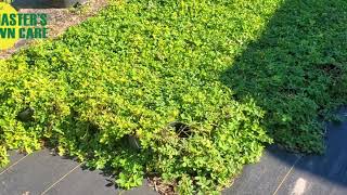 3 Groundcover Alternatives to North Florida Lawns