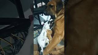 Galit na Yarn #trending #cat #funnymomment #dog #funnydog #funnycat #funnyvideos