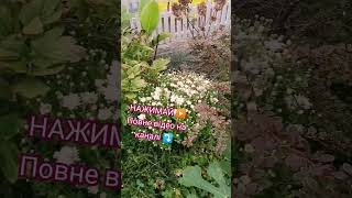 Вітаю ПІДПИШИСЬ SUBSCRIBE #ideas #decorating #lifehappy #diygardening