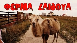 ФЕРМА ВЕРБЛЮДОВ -  Laidoya д. Травкино