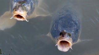 Карп летом. Видео как карп гуляет на поверхности воды.