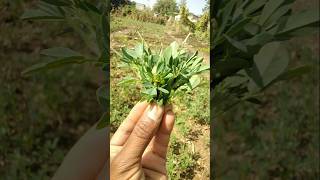 Fenugreek curry looks great #nature #farming #fenugreek #shorts