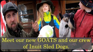 Meet our new GOATS and our crew of Inuit Sled Dogs. Keeping Goats & Sled Dogs Contained AND Happy!