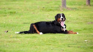 Bernese Mountain Dog and Canine Arthritis: Understanding the Link and Finding Solutions