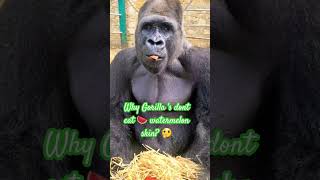 Why Gorilla dont it Watermelon skin?#gorilla #silverbackgorilla #monkey #jungle #animals #congo