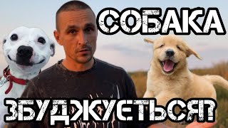 СОБАКА ЗБУДЖУЄТЬСЯ НА ПОДРАЗНИКИ