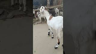 बकरी पालन से खड़ा किया करोड़ का व्यवसाय। goat farmers in India #goat