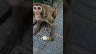 Hungry Monkey #youtubeshorts #travel #musafirnepali