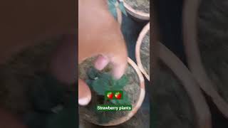 Strawberry plants on fruiting❤️🍓🍓 Subscribe for more #strawberry #colors #viralvideo #shortsfeed