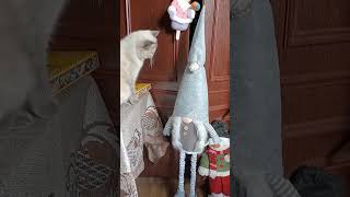 УРА! Я ПОБЕДИЛА ГНОМА!#fannycatvideoshort #cat#кошка