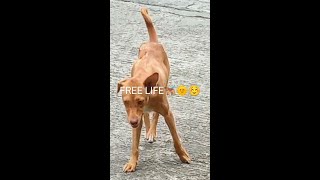 Mother Dog 🐕‍🦺 Abandons Her Puppies 🐶🐶: Enjoying The Free Life🤣🌞☺️ #shorts #motherdog #freedom