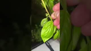 What to do if your basil plant is flowering #shorts