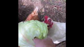 Just Chickens Eating Lettuce