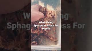 How To Prepare Sphagnum Moss For Plants #houseplantcare #plantcaretips #plantcare #houseplant