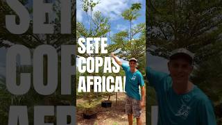 Sete copas africana