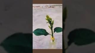 How to cut avocado to grow roots 100% Garlic root help