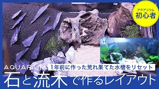 荒れ果てた水槽をリセットし、石と流木で作るレイアウト水槽。ウィローモスの活着やショートヘヤーグラスを植えるのも初挑戦。清龍石とこんぺい石を使ってコリドラスが遊べる砂場も作成。接着液で石のトンネル作り。