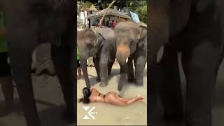 Would You Let A Elephant Tickle You?