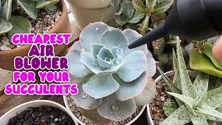 CHEAPEST AIR BLOWER TO GET RID WATER FROM YOUR SUCCULENTS | By Intri's TV