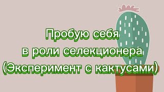 Кактусы🌵//Пробую себя в роли СЕЛЕКЦИОНЕРА//Эксперимент 🙈