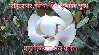 सिहदरबार परिषर भित्र फुलेका फुल मङ्गोलियान रुख कमल       Singha Durbar Magnolia Grandiflora Flowers