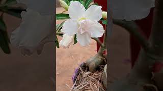 #jesus #viralvideo #viralvideos #espiritualidade #teflexao #plantas #floracoes