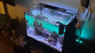 Fluval Evo 13.5g AIO Nano Reef Tank | Tank Setup and Upgrades | Best Saltwater Kit for Beginners