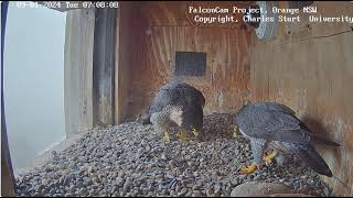 FalconCam 2024 01 09 Bonding in the mist