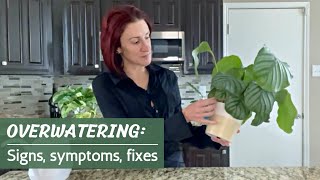 Overwatered Plants | Causes, signs and symptoms, rescue tips, and how to stop overwatering plants