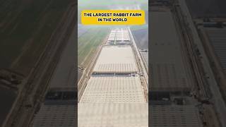 The largest rabbit farm in the world  #farm #factsdaily #factshorts #uniqueshorts