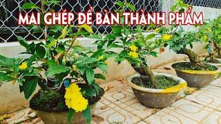 26/08. Mai Siêu Bông Bình Lợi, Sài Gòn, Nhị Ngọc Toàn, Thập Tuyết Mai... Bình Dân.☎Trang 0359910781