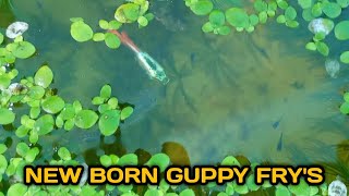 NEW BORN GUPPY FRY'S | RAISING NEW BORN FRY'S AND FEEDING | TRICHY AQUATICS