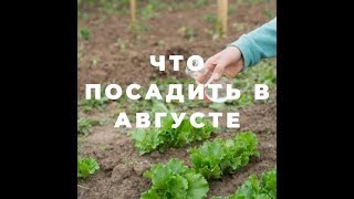 Что посадить в августе!!!!!