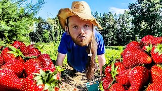 Irish Man Vs American Strawberries 🍓