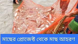 মাছের প্রোজেক্ট থেকে মাছ আহরণ। গ্রামীণ জীবন।#nature #shariatpur #village #fishing #bangladesh