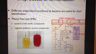 Methyl Red Test