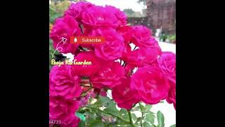 कांटों से बचना चाहते हैं तो लगाएं ये गुलाब की वैरायटी#music#rose#bts#kpop#gardening#foryou#Shorts#fy