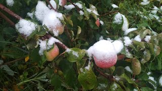 И снова разбор архивов в телефоне) С осени 2019 до зимы 2020г)🍎❄️Autum and winter in Russia.Nature.