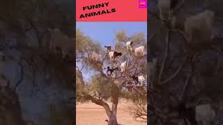 Funny Animal Videos 2022 😂 - Best Dogs And Cats Videos 😺😍 #short