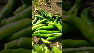 freshly picked chillies #nature #farming #chilli #shorts