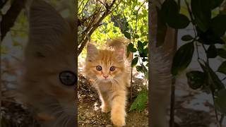 Kitten #kitten #zoo #cat #kittens #animals #animallover #animal #shorts #short #shortvideo #2023