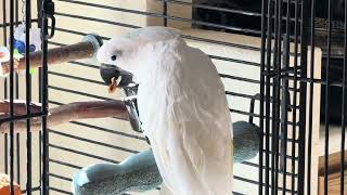 If you’re a cockatoo, cutting a almond in half, and using that to splash water everywhere is fun!