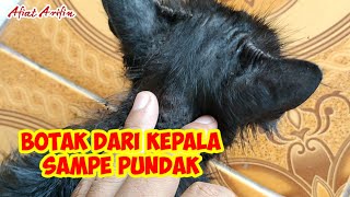 Cara obatin kucing jamuran secara mandiri dan alami