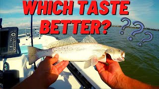 Speck vs Sand Trout Taste test | Catch, Clean and Cook (and 500 subscriber GIVEAWAY announcement)