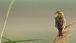 Sultanpur Bird Sanctuary/Bird watching/Relaxing Birds Video